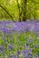 Boys playing in the bluebell woods