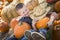 Boys Playing in Wheelbarrow at the Pumpkin Patch