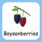 Boysenberries Fruit Alphabet with text flat design vector illustration