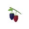 Boysenberries Fruit Flat Design Vector Illustration Isolated on a white background