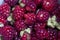 Boysenberry- Rubus ursinus x idaeus