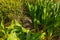 BOZBURUN, MUGLA, TURKEY: The turtle walks in Bozburun village on a sunny day