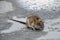 Bozhshaya gray rat sitting on the pavement, eyes closed