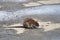 Bozhshaya gray rat sitting on the pavement, eyes closed