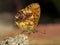 Braamparelmoervlinder, Marbled Fritillary, Brenthis daphne