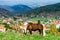 Brabancon belgian horse on the farmland, Alsace, France