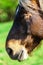 Brabancon belgian horse on the farmland, Alsace, France