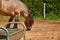 Brabanson, a Belgian heavy horse. Close-up portrait