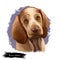 Bracco Italiano dog breed isolated on white background digital art illustration. Breed of dog developed in Italy as a versatile