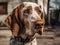 Bracco Italiano dog created with Generative AI technology