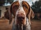 Bracco Italiano dog created with Generative AI technology