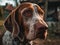 Bracco Italiano dog created with Generative AI technology