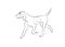 Bracco Italiano Dog. Vector outline stock illustration realistic lines silhouette for logo, print,tattoo, coloring book