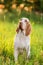 Bracco Italiano standing in grass at summer sunset