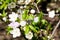 Bracelet on flowers. Ornaments of their stones and flowering tree. Bloom. White flowers against the blue sky. Background