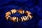 Bracelet : Tibetan Dzi beads bracelet, on blue background. Dzi bead is considered to provide positive spiritual benefit. These