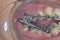 Braces in male teeth