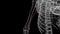 The brachial artery is the chief artery supplying blood to the arm, forearm, and hand