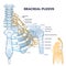 Brachial plexus network of nerves in the shoulder structure outline concept