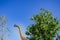 Brachiosaurus altithorax,the largest dinosaur had long neck big animal in jurassic edge