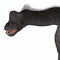 Brachiosaurus Animal Head