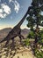 Brachiosaurus dinosaur eating wollomia pine - 3D