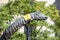 Brachiosaurus Dinosaur Head and Long Neck in the Trees