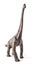 Brachiosaurus dinosaurs toy isolated on white background with clipping path.