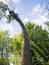 Brachiosaurus feeds on the leaves of the forest trees