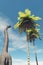 Brachiosaurus in the jungle looking at a palm tree.