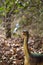 Brachiosaurus toy in the nature