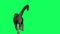 Brachiosaurus Walking On Green Screen Background.Jurassic World Dinosaurs