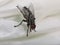 Brachycera or fly on a white background close up