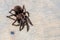 brachypelma albopilosum spider sitting on brown wood slice.