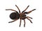 Brachypelma boehmei tarantula spider on white