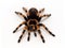 Brachypelma hamorii cECP 2018