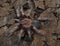 Brachypelma hamorii sling spider