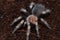 Brachypelma hamorii spider close up