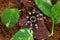 Brachypelma hamorii tarantula on the ground