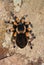 Brachypelma Smithi