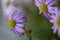 Brachyscome iberidifolia, the Swan River daisy from Western Australia