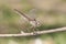 Brachythemis imparts the Northern banded groundling beautiful female of this species of dragonfly in obelisk posture to withstand