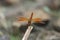 Brachythemis leucosticta, the banded groundling, is a species of dragonfly in the family Libellulidae