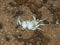Brachyura crab thick white exoskeleton marine sea shore