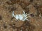 Brachyura white crab