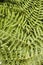 Bracken fern background