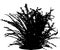 Bracken - fern - black silhouette