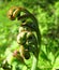 Bracken Fern Fiddlehead