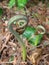 Bracken Fern Fiddlehead up Close