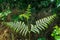 Bracken fern flowering flower plant herb nature natural detail close up